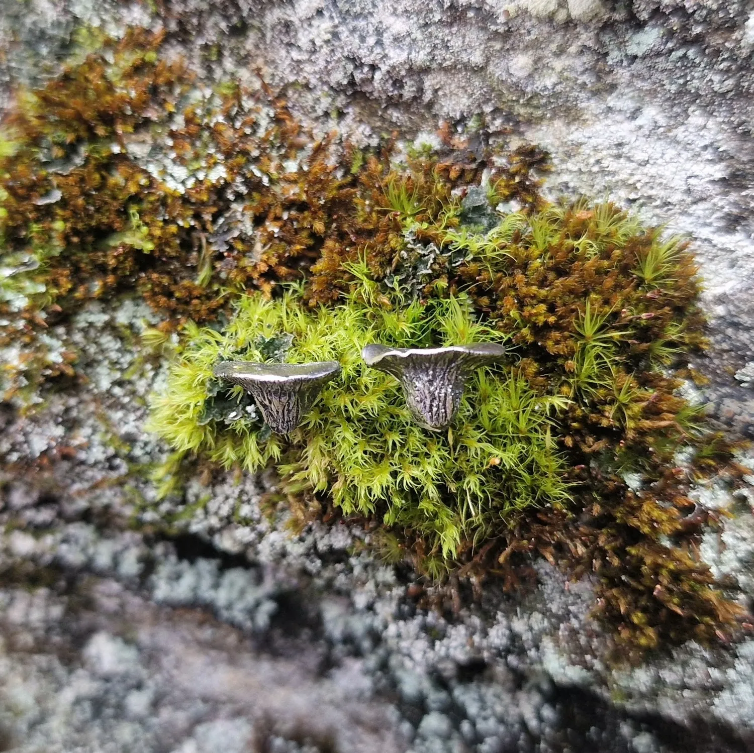 Kunstnerbonden Østerssopp øredobber finsølv håndlaget